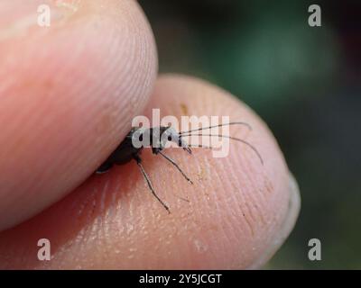 (Oedemera lurida) Insecta Stockfoto