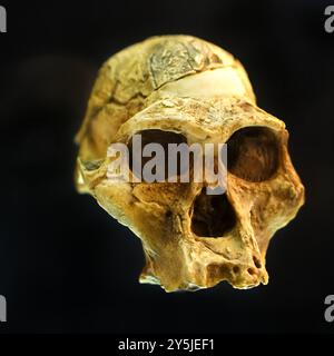 Schädel, rekonstruierter Schädel von australopithecus. Archäologie und Paläontologie Stockfoto