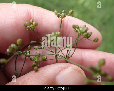 SteinPetersilie (Sison amomum) Plantae Stockfoto