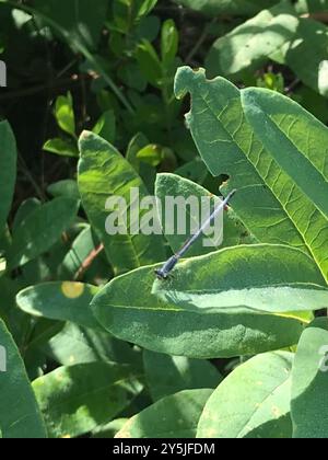 Östlicher Gabelschwanz (Ischnura verticalis) Insecta Stockfoto