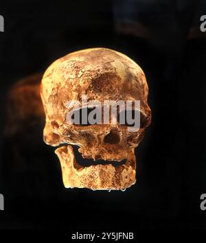 Rekonstruierter Schädel. Schädel des Homo sapiens. Archäologie und paläontologisches Konzept Stockfoto