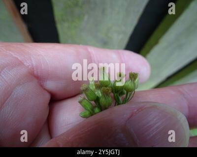 Tropischer Pferdegras (Erigeron sumatrensis) Plantae Stockfoto