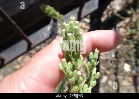 Tropischer Pferdegras (Erigeron sumatrensis) Plantae Stockfoto