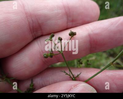 SteinPetersilie (Sison amomum) Plantae Stockfoto