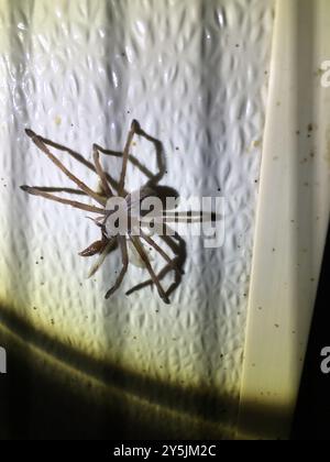 Riesenkrabbenspinne (Olios giganteus) Arachnida Stockfoto