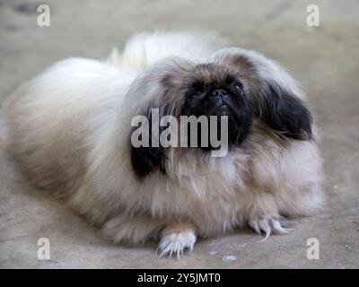 Süßer kleiner flauschiger Pekingeser Hündchen Stockfoto