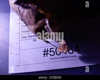 (Resinomycena rhododendri) Pilze Stockfoto
