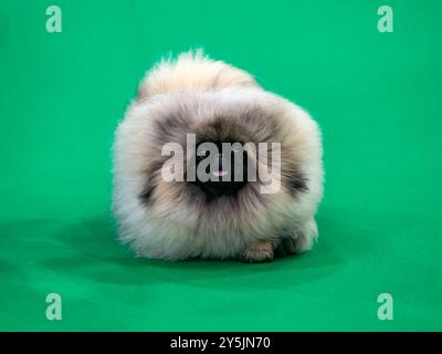 Pekingeser Welpe im Schauring Stockfoto