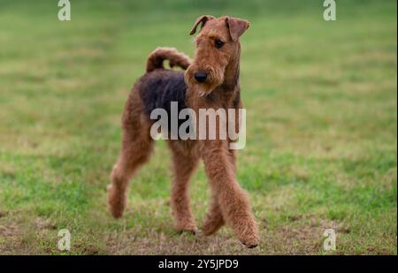 Airedale Terrier Hund in Bewegung Stockfoto