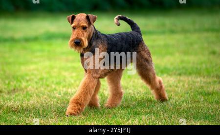 Airedale Terrier bewegt sich auf Gras Stockfoto