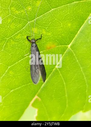 Black Dancer Caddisfly (Mystacides sepulchralis) Insecta Stockfoto