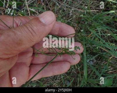 SteinPetersilie (Sison amomum) Plantae Stockfoto