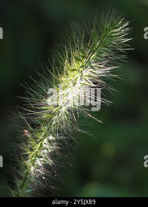 Chinesisches Pennisetum (Cenchrus alopecuroides) Plantae Stockfoto