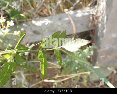 SteinPetersilie (Sison amomum) Plantae Stockfoto