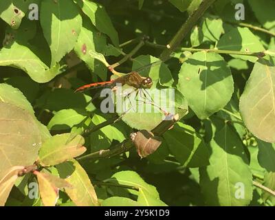 Ruby Meadowhawk (Sympetrum rubicundulum) Insecta Stockfoto