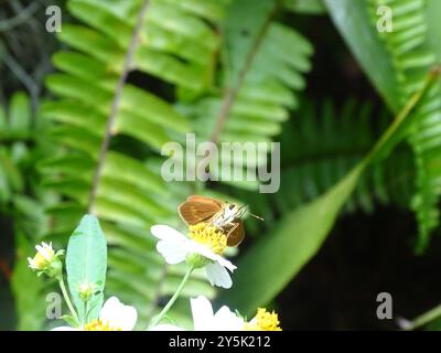 Southern Broken-Dash (Polites otho) Insecta Stockfoto