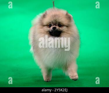 Pommersche Hund blickt direkt in die Kamera auf grünem Hintergrund Stockfoto