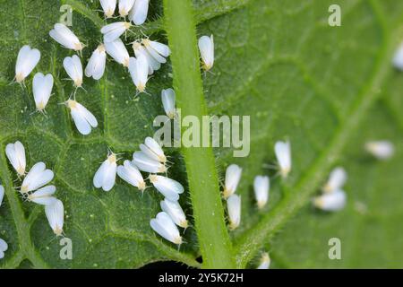 Gewächshaus Weiße Fliege (Trialeurodes vaporariorum) Erwachsene auf der Unterseite eines Zucchini-Blattes im Garten. Stockfoto