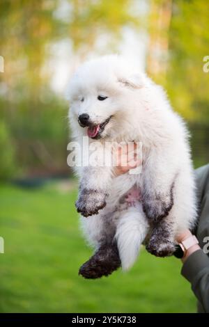 Mädchen umarmt einen dreckigen Welpen Samoyed im Park. Stockfoto