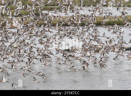 Gemischte Herde fliegender Watvögel (hauptsächlich Schwarzschwanzgotwits - Limosa limosa) in Leigh on Sea, Essex Stockfoto