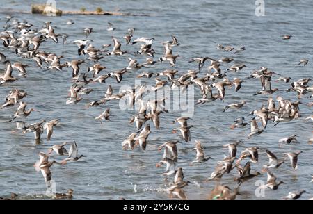 Gemischte Herde fliegender Watvögel (hauptsächlich Schwarzschwanzgotwits - Limosa limosa) in Leigh on Sea, Essex Stockfoto