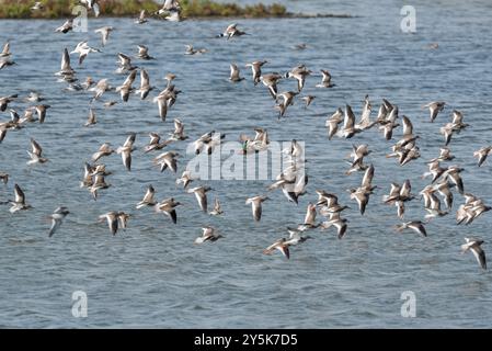 Gemischte Herde fliegender Watvögel (hauptsächlich Schwarzschwanzgotwits - Limosa limosa) in Leigh on Sea, Essex Stockfoto