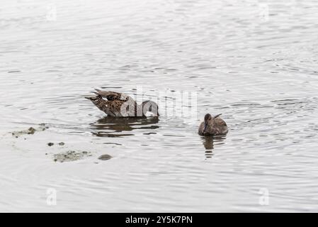 Ein Trinkgadwall (Mareca strepera) bei Rye Meads, Herts Stockfoto