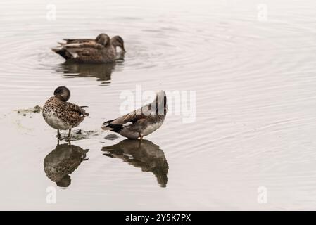 Preening Gadwall (Mareca strepera) bei Rye Meads, Herts Stockfoto