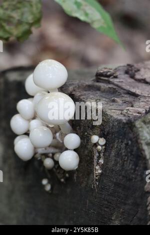 Schleimige Buchenmützen auf einem Buchenstumpf Stockfoto