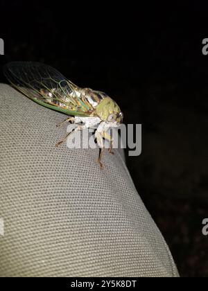 RESH Cicada (Megatibicen RESH) Insecta Stockfoto