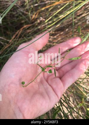 Grassleaf Spurge (Euphorbia graminea) Plantae Stockfoto