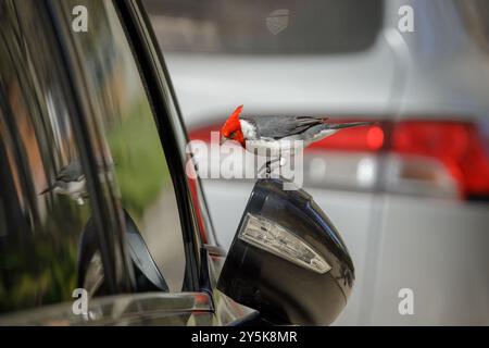 Rotkamm-Kardinal (Paroaria coronata) auf dem Rückspiegel eines Autos. Stockfoto