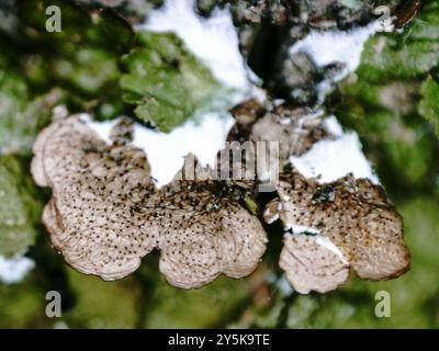 Polierte Tarnflechte (Melanelixia glabratula) Pilze Stockfoto