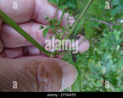 SteinPetersilie (Sison amomum) Plantae Stockfoto