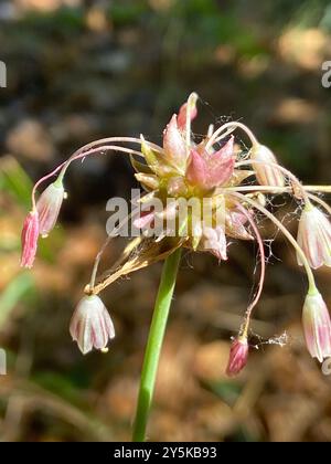 FeldKnoblauch (Allium oleraceum) Plantae Stockfoto