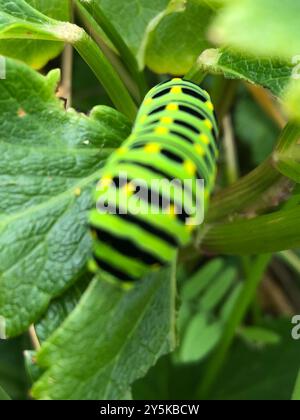 Kurzschwanzschwalbenschwanz (Papilio brevicauda) Insecta Stockfoto