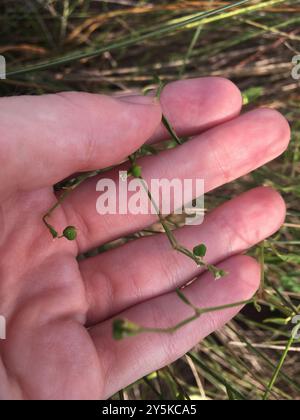 Grassleaf Spurge (Euphorbia graminea) Plantae Stockfoto
