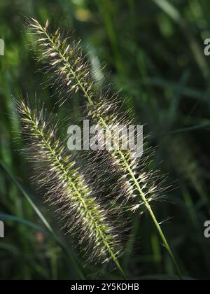 Chinesisches Pennisetum (Cenchrus alopecuroides) Plantae Stockfoto