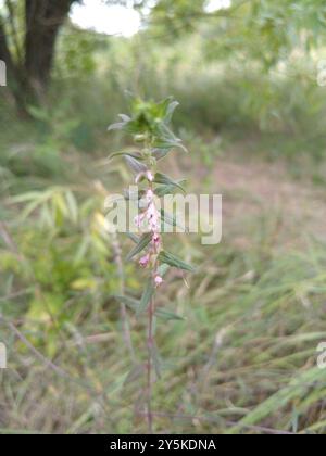 Red Bartsia (Odontites vernus) Plantae Stockfoto