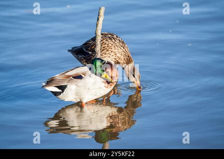 Stockenten oder Wildenten - Anas platyrhynchos -, Naturpark Aiguamolls de l'Emporda, Girona, Spanien Stockfoto