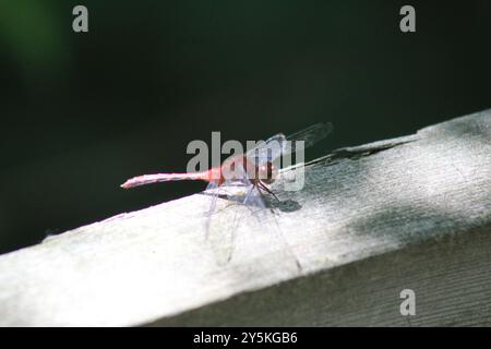 Ruby Meadowhawk (Sympetrum rubicundulum) Insecta Stockfoto