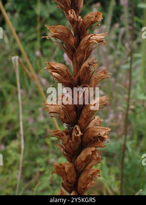 Knapweed Broomrape (Orobanche elatior) Plantae Stockfoto