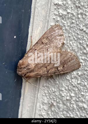 Flounced Rustic (Luperina testacea) Insecta Stockfoto