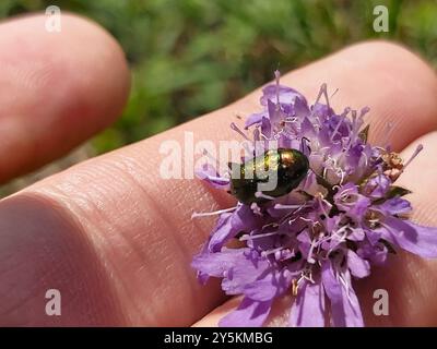 (Cryptocephalus sericeus) Insecta Stockfoto