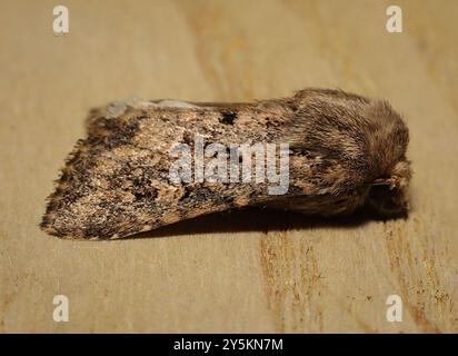 Flounced Rustic (Luperina testacea) Insecta Stockfoto