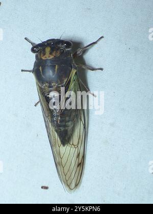 Lyrik Cicada (Neotibicen lyricen) Insecta Stockfoto