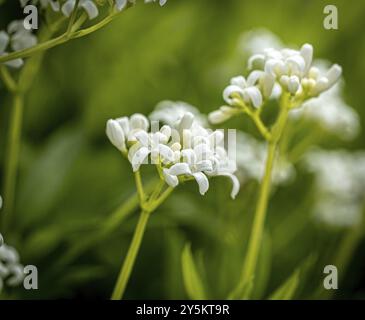 Woodruff (galium odoratum Stockfoto