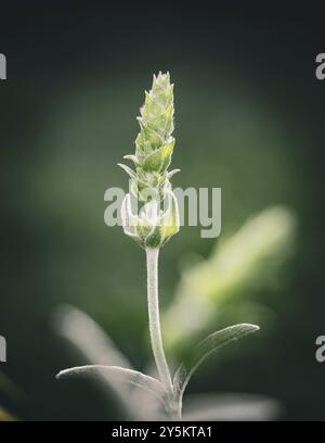 Griechischer Bergtee (Sideritis scardica) Stockfoto