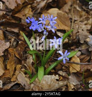 Alpenschürze, Scilla bifolia, Gemeine Blauglocke, Alpenschürze, zweiblättrige Schürze, wilde Hyazinthe, zweiblättrige Schnauze, englische Blauglocke Stockfoto