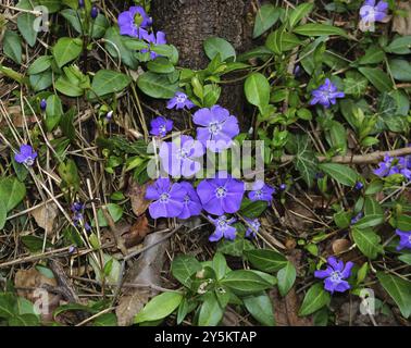 Periwinkle, Vinca, Blue Periwinkle, Periwinkle, bigleaf Periwinkle, Bigleaf Periwinkle, Vinca Major Stockfoto